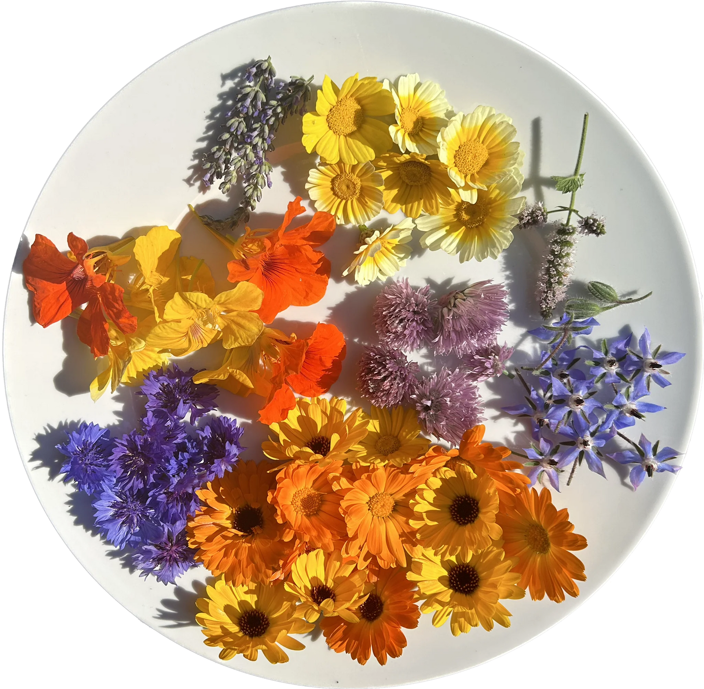 Organic Edible Flower Collection – Organic Flower Seed