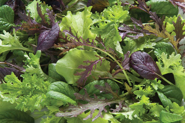 Premium Greens Mix – Vegetable Seed