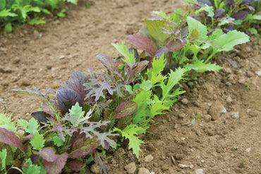 Elegance Greens Mix – Lettuce Seeds