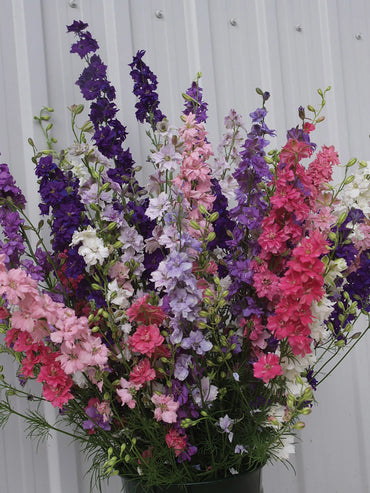 QIS? Larkspur Formula Mix – Larkspur Seed