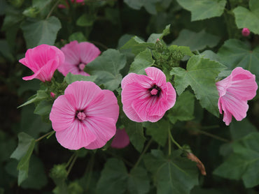 Rose Mallow- Silver Cup