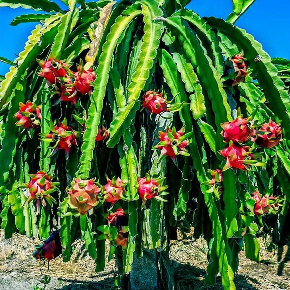 Dragon Fruit Seeds