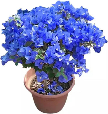 Blue Bougainvillea Climbing Flower Seeds for Planting – Heirloom & Non-GMO Vibrant Vine Seeds