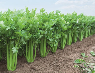 Tango – Organic Celery Seed