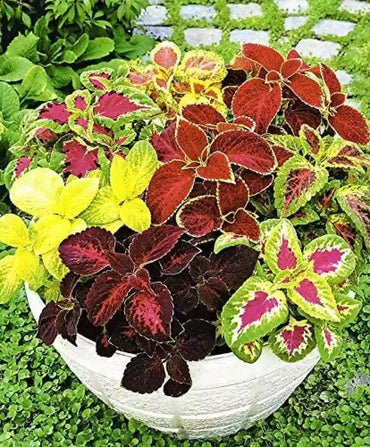 Coleus- Mixed Rainbow