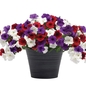 Calibrachoa Paradise Island Seeds