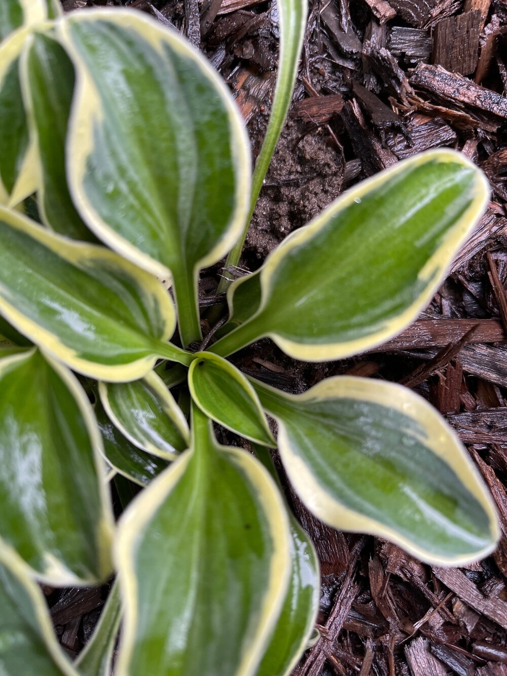 Funny Mouse Mini Hosta