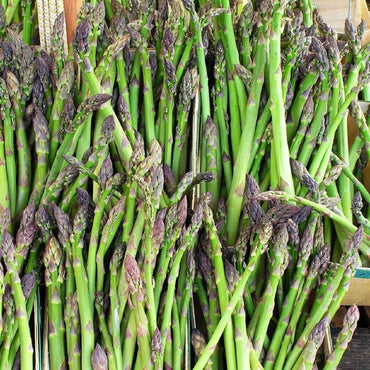 Jersey Supreme – Asparagus Seed