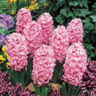 Fondant Fragrant Giant Hyacinth Seeds