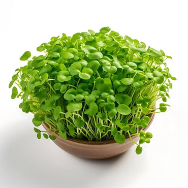 Kale, Bright Green Curly – Organic Microgreen Seed