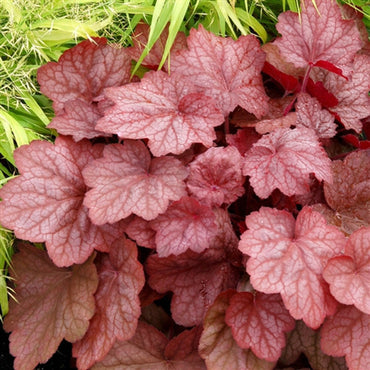 Georgia Peach Heuchera