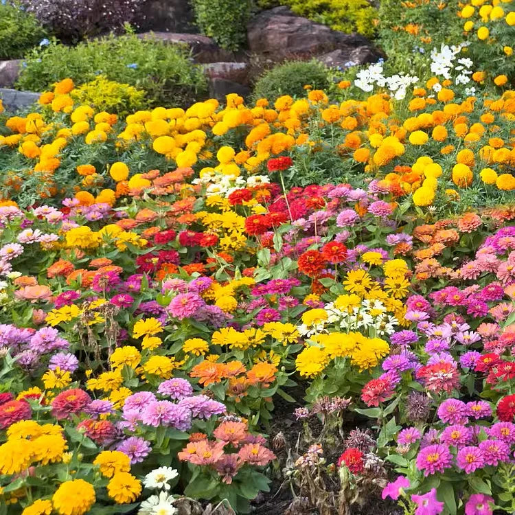 Mixed Perennial Flowers Seeds