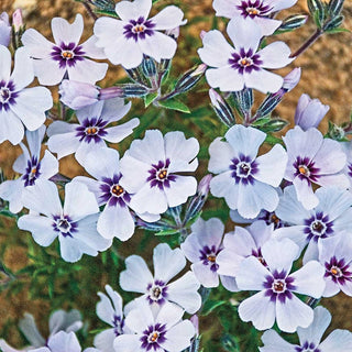 North Hills Carpet Phlox