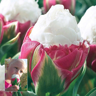 Ice Cream Tulip Seeds