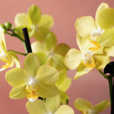 Organic Yellow Phalaenopsis Orchid Flower Seeds for Planting – Heirloom, Non-GMO