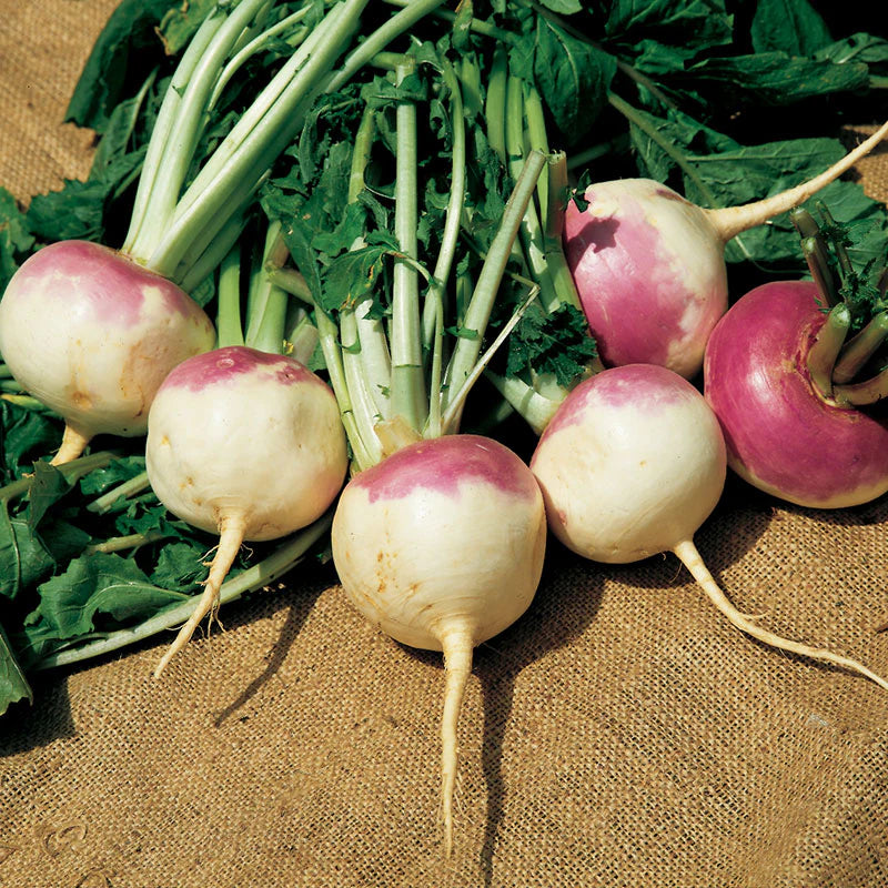 Purple Top White Globe Organic Turnip Seed