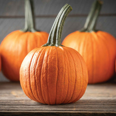 Rocket – Pumpkin Seed