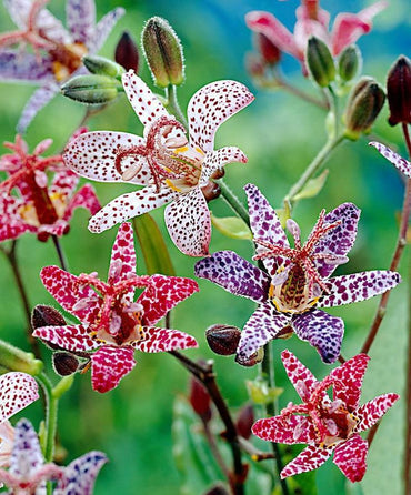 Deluxe Toad Lily Mixture Super Sak