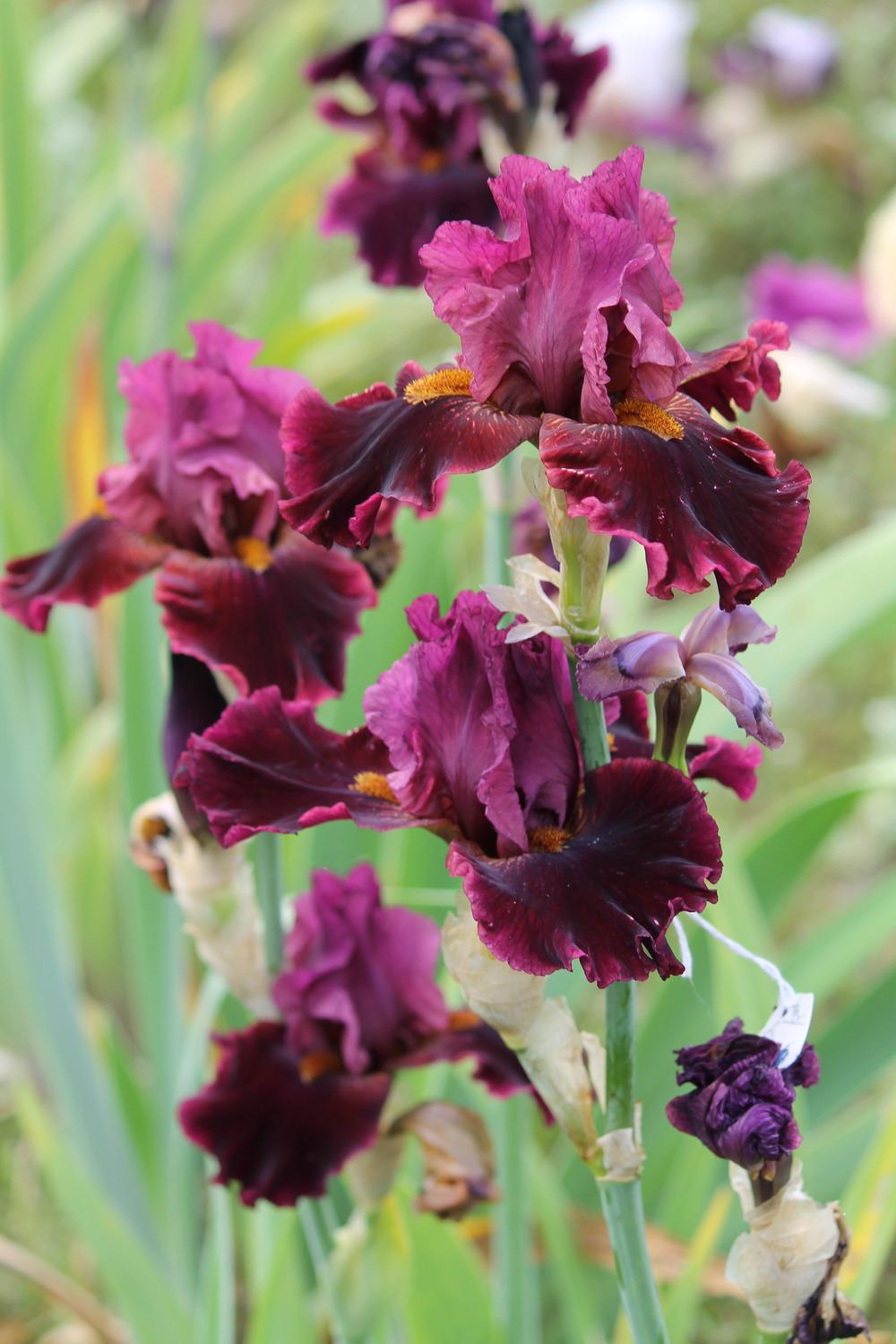 Obsessed Bearded Iris Seeds