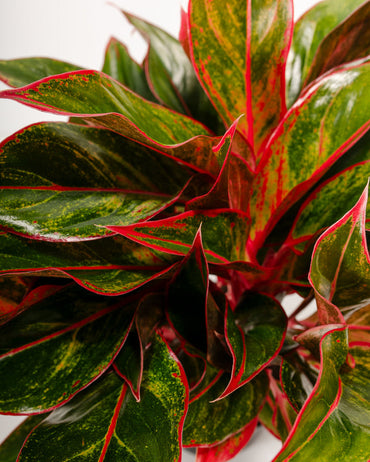 Organic Heirloom Non-GMO Aglaonema Seeds for Planting – Healthy Vibrant Indoor Plants