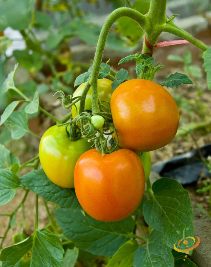 Sunrise Sauce – Tomato Seed