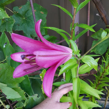 Purple Prince Lily Tree