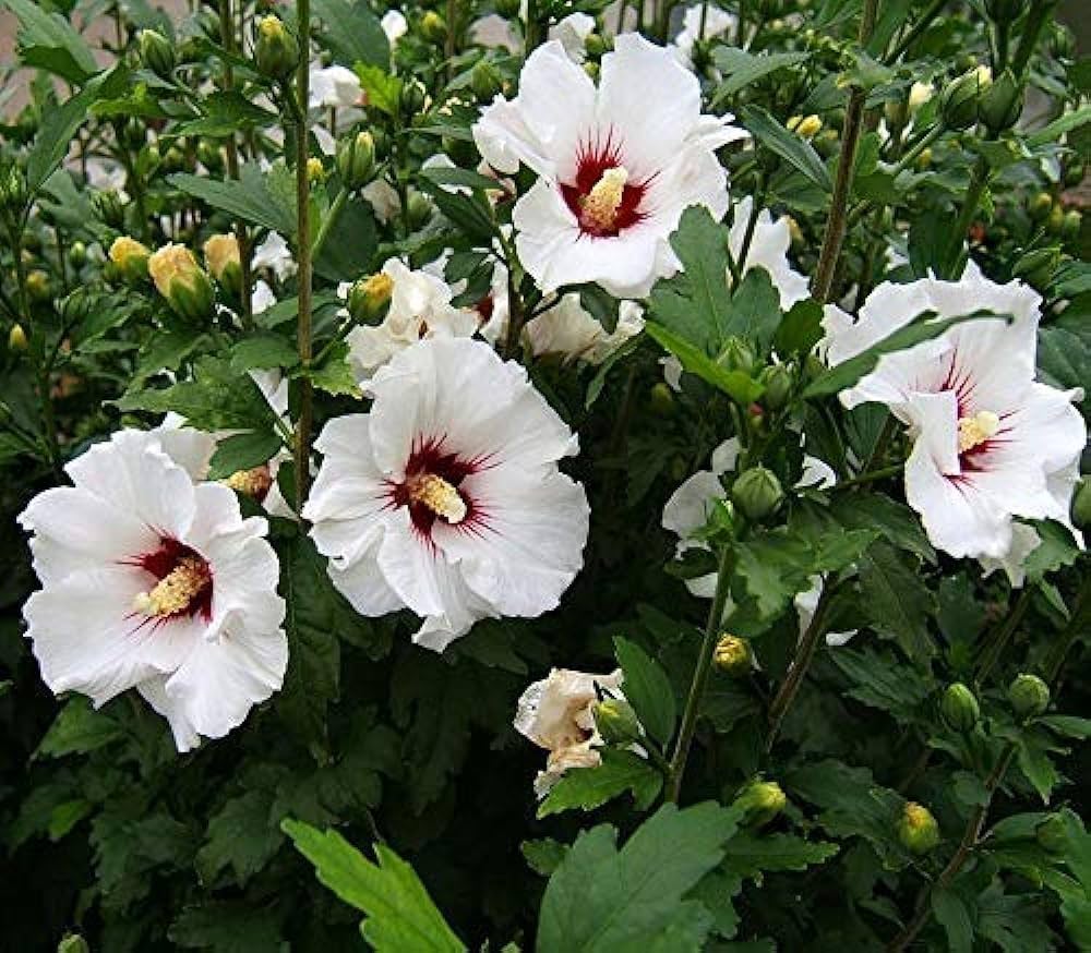 Rare White Red Hibiscus seeds (giant exotic hardy) producing bold blooms with white petals and vivid red centers, ideal for exotic garden themes