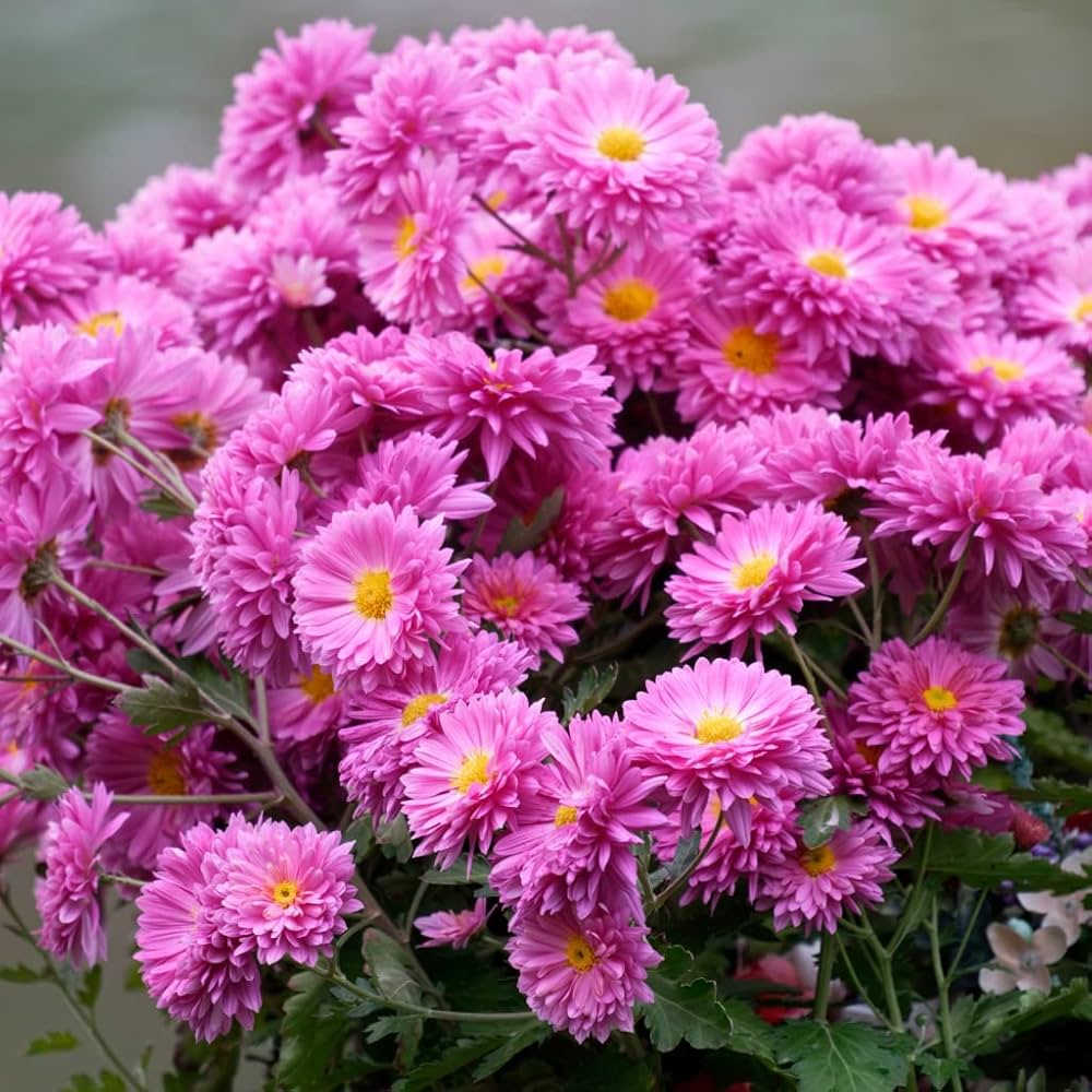 Chrysanthemum Purple Perennial Flower - for planting in home garden