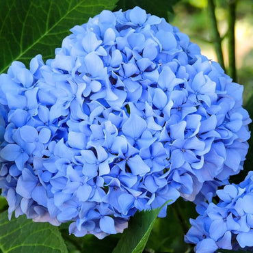 Hydrangea flower Hydrangea macrophylla seeds for planting in garden beds or decorative pots