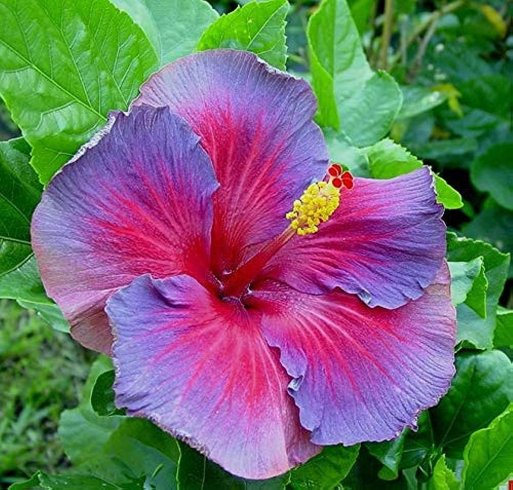 Blue, Pink, Purple Hibiscus seeds growing tropical exotic giant hibiscus flowers in vibrant blends of blue, pink, and purple, perfect for bold, colorful borders