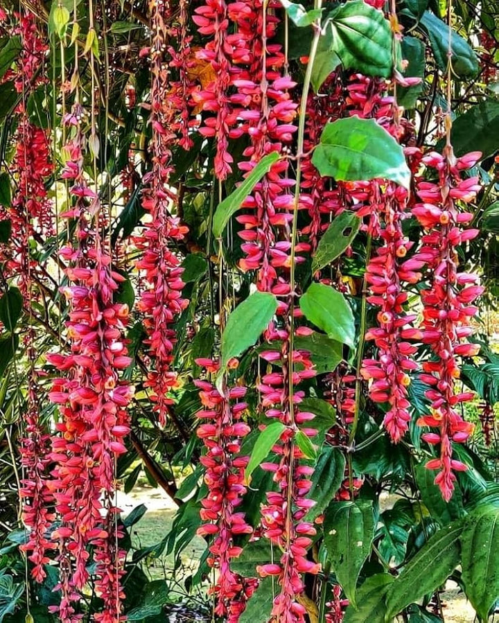 Heirloom Non-GMO Thunbergia Coccinea Flower Seeds for Planting – Tropical Climbing Garden Blooms