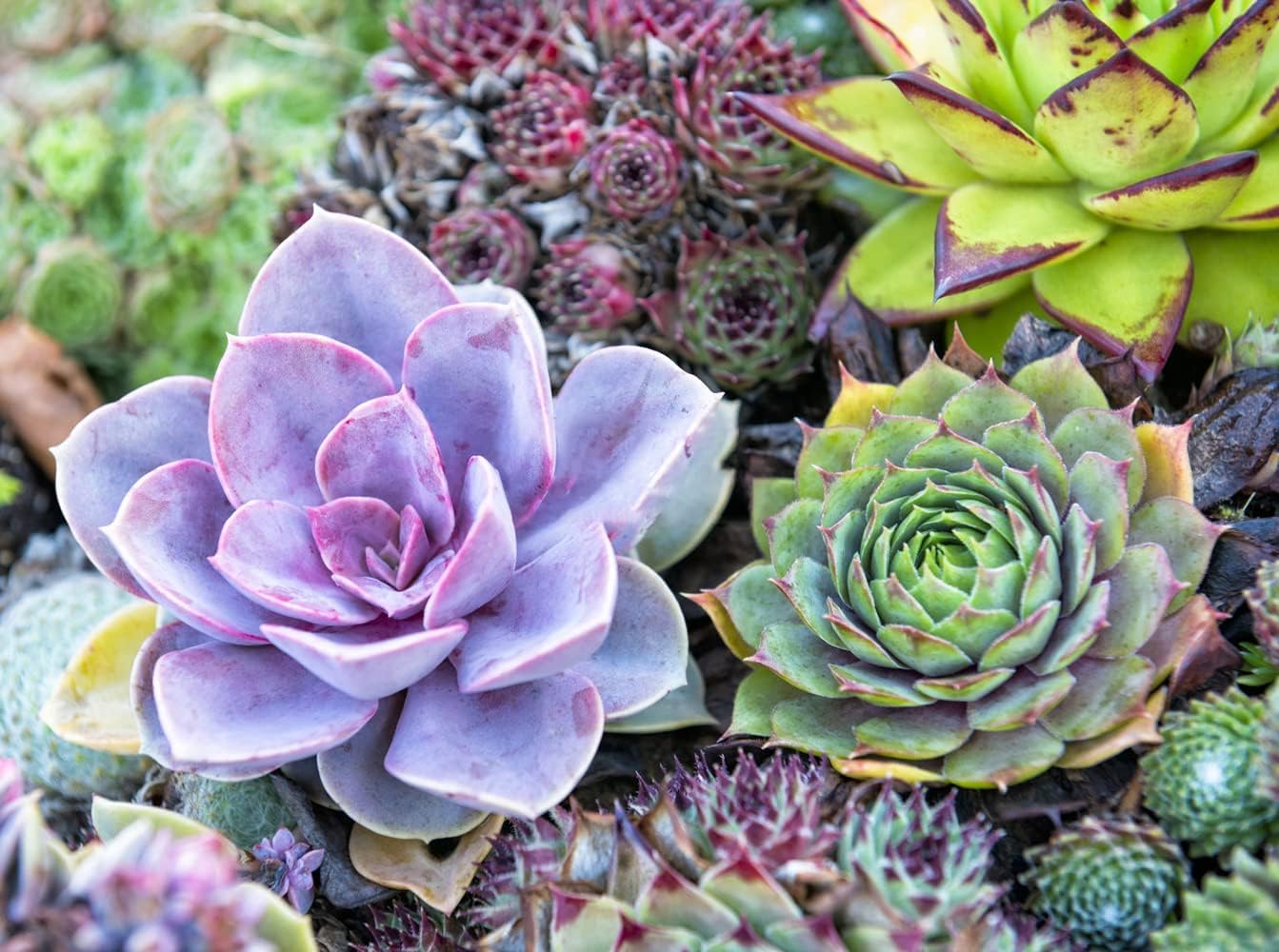 Succulent Mixed Variety Seeds for Indoor and Home Garden Plants