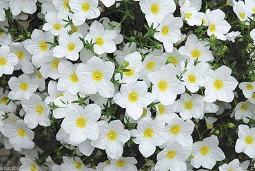 Heirloom Nierembergia Flower Seeds, Non-GMO Spreading Blooms for Planting