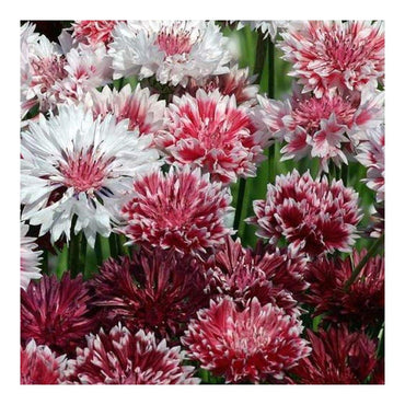 Cornflower- Classic Romantic