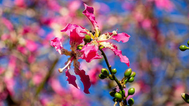 Chorisia Speciosa Flower Seeds for Planting