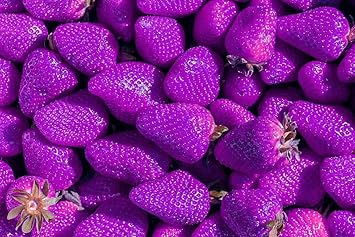 Red Mangosteen Fruit Seeds - Exotic and Sweet Fruit for Your Garden 100 pcs