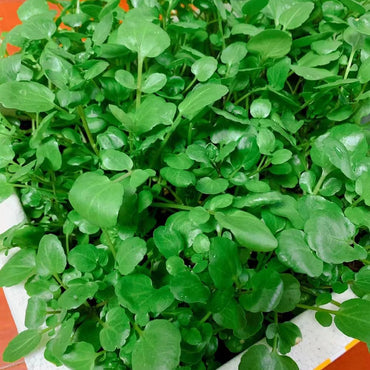 Watercress (Nasturtium officinalis) herb seeds for peppery leafy greens