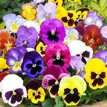 Miviola Black Sorbet seeds – deep-toned viola delight for borders and pots