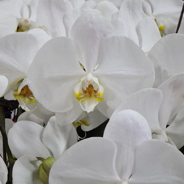 Butterfly Orchid Flower Seeds for Planting, 100