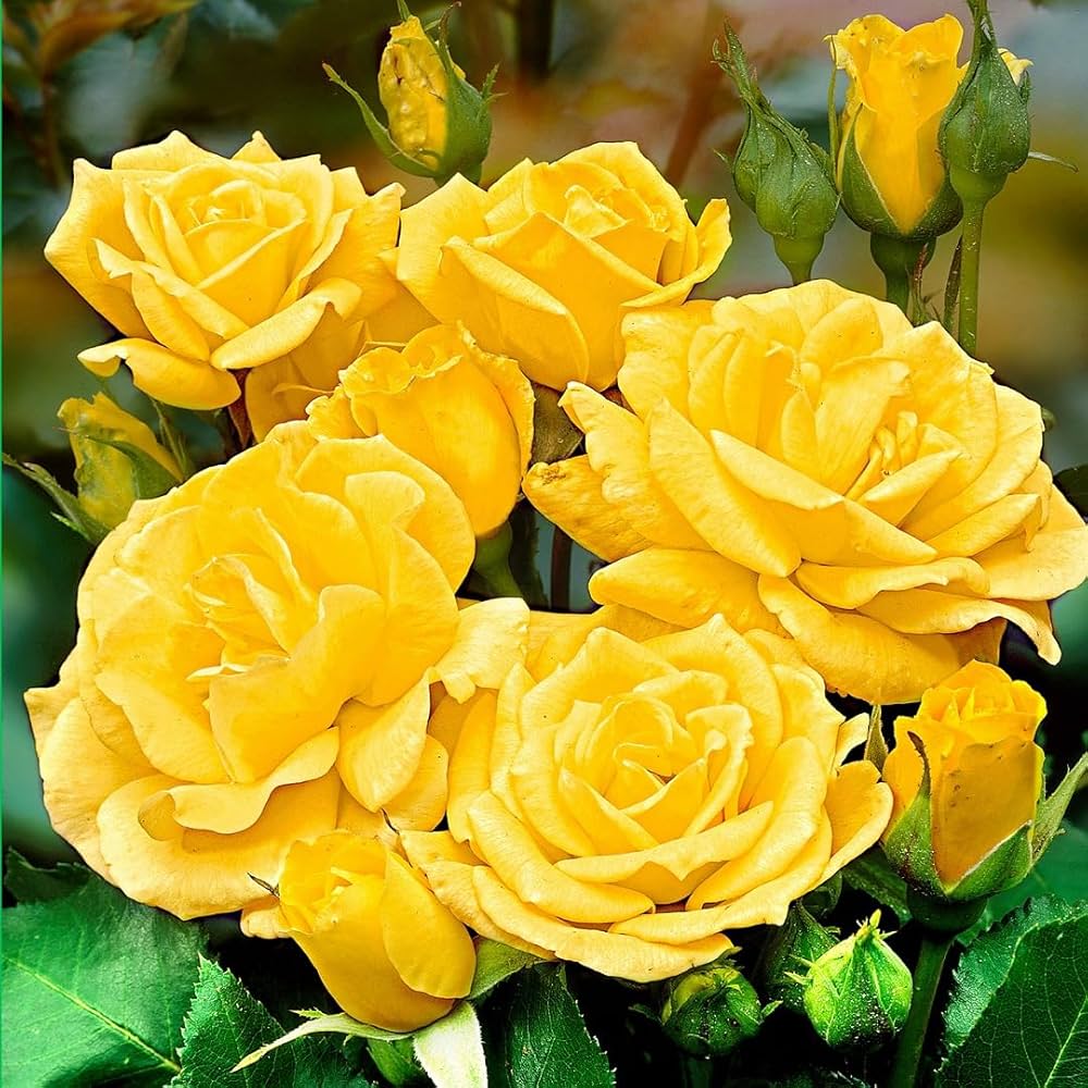 Rose Flower Seed for Planting – Heirloom, Non-GMO Garden Seeds for Vibrant Blooms - Flower for planting in home garden