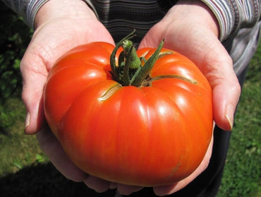 Beefsteak tomato seeds for planting extra-large and flavorful heirloom fruits