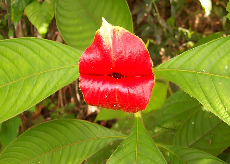 Psychotria Elata Red Lip Flower Seeds for Home Garden