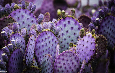 Purple Prickly Pear Cactcus Plant Seeds for Planting & Cultivation – Heirloom Seeds