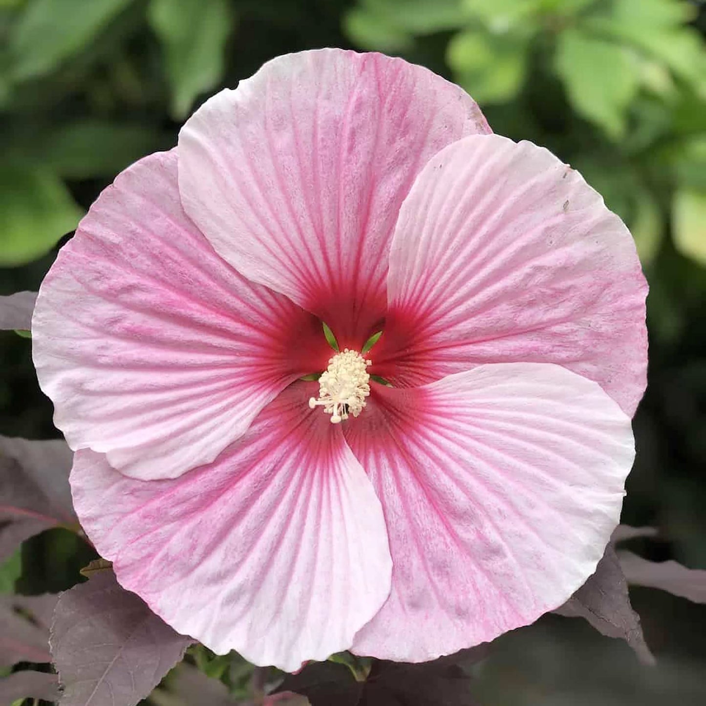 Dinnerplate Hibiscus seeds blooming into enormous, vibrant flowers in various colors, ideal for dramatic floral displays