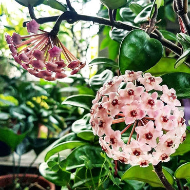 Hoya Pubicalyx Seeds Dark Pink Hoya Flower Seeds for Planting in Indoor Pots and Hanging Baskets