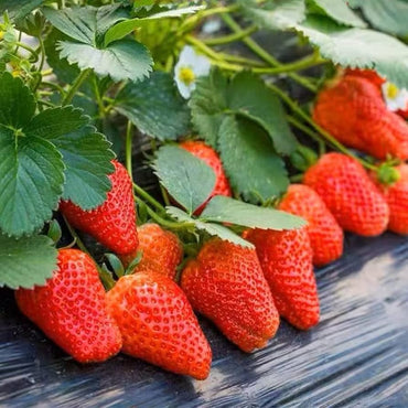 Giant Strawberry Large Sweet Four-Season Fruit Seeds