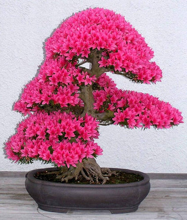 Azalea Rhododendron Simsii Mixed Colors Flower Seeds