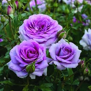 Climbing Roses Heirloom Non-GMO Seeds for Planting