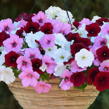 Petunia flower Petunia hybrida hanging mixed seeds for planting in balcony baskets or colorful vertical gardens