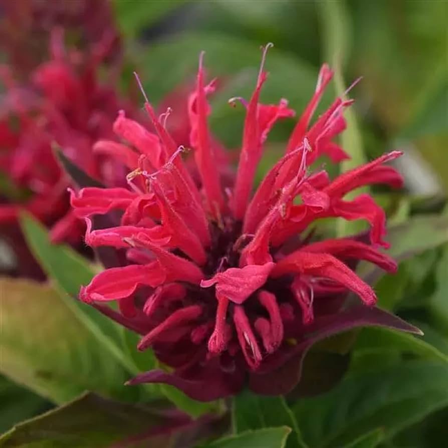 Bee balm flower Monarda didyma scarlet red seeds for planting in pollinator gardens or sunny backyard beds